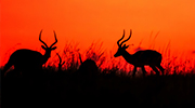 Safari Splashback Design Collection
