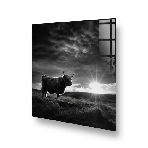 Black and white kitchen splashback art featuring a Highland cow at sunset Side View