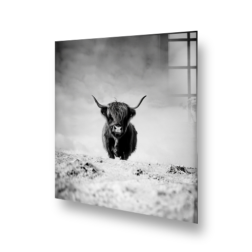 Monochrome Highland Cow Kitchen Splashback Art with a Lone Highland Cow in a Black and White Pastoral Scene Side View