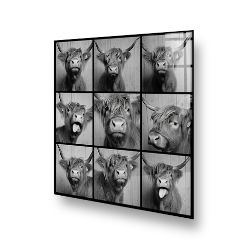 Black and white artistic montage of a Highland cow in a photobooth with various expressions on a kitchen splashback. Side View