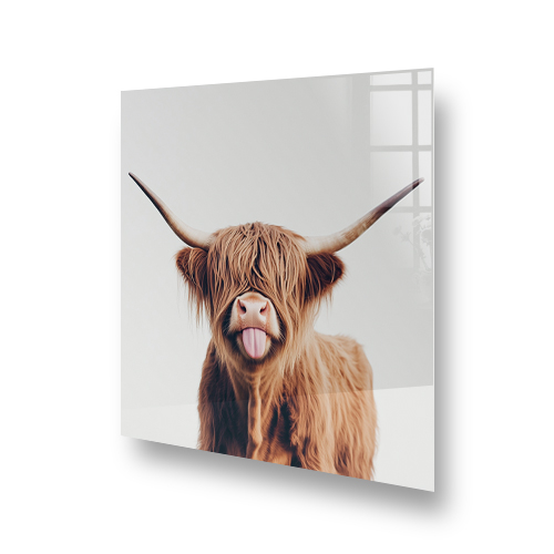 Quirky Highland Cow with tongue out on kitchen splashback art Side View
