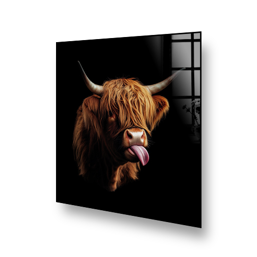 Playful Highland Cow with Tongue Out on Printed Kitchen Splashback Side View