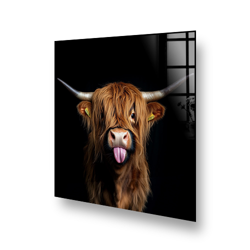 Cheeky Madame Moo Highland Cow art on kitchen splashback with black background and reflection Side View