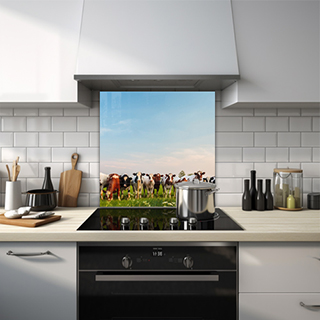 Herd of cows facing the camera behind a fence glass splashback. thumbnail