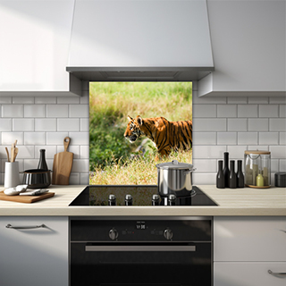 Tiger in a grass plain glass splashback. thumbnail